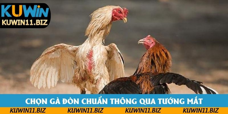 Chọn gà đòn chuẩn thông qua tướng mắt
