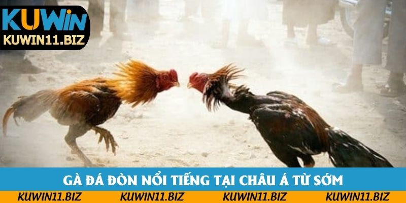 Gà đá đòn nổi tiếng tại châu Á từ sớm